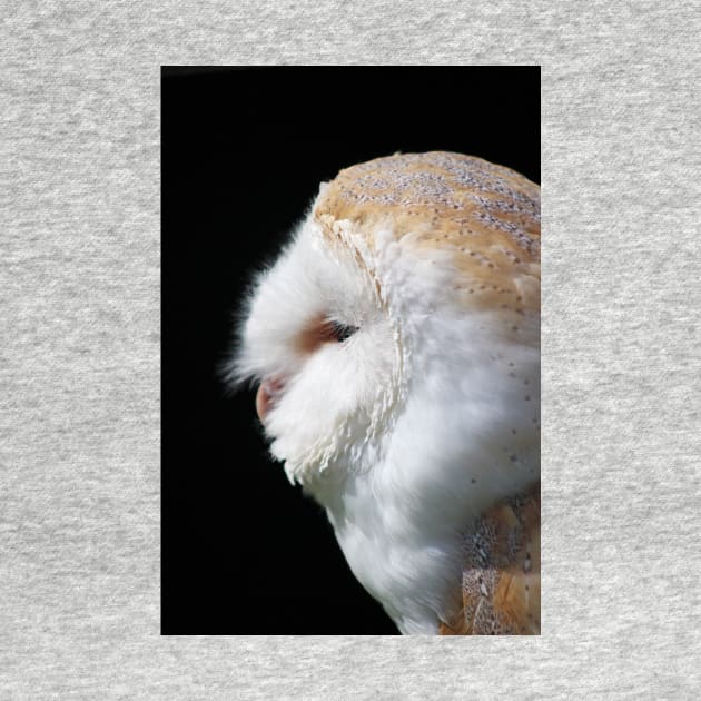 Barn Owl by Furtographic